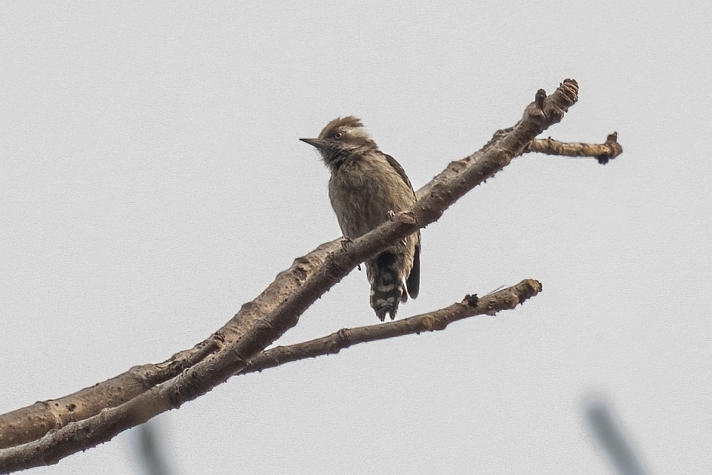 Brown-capped Pygmy Woodpecker